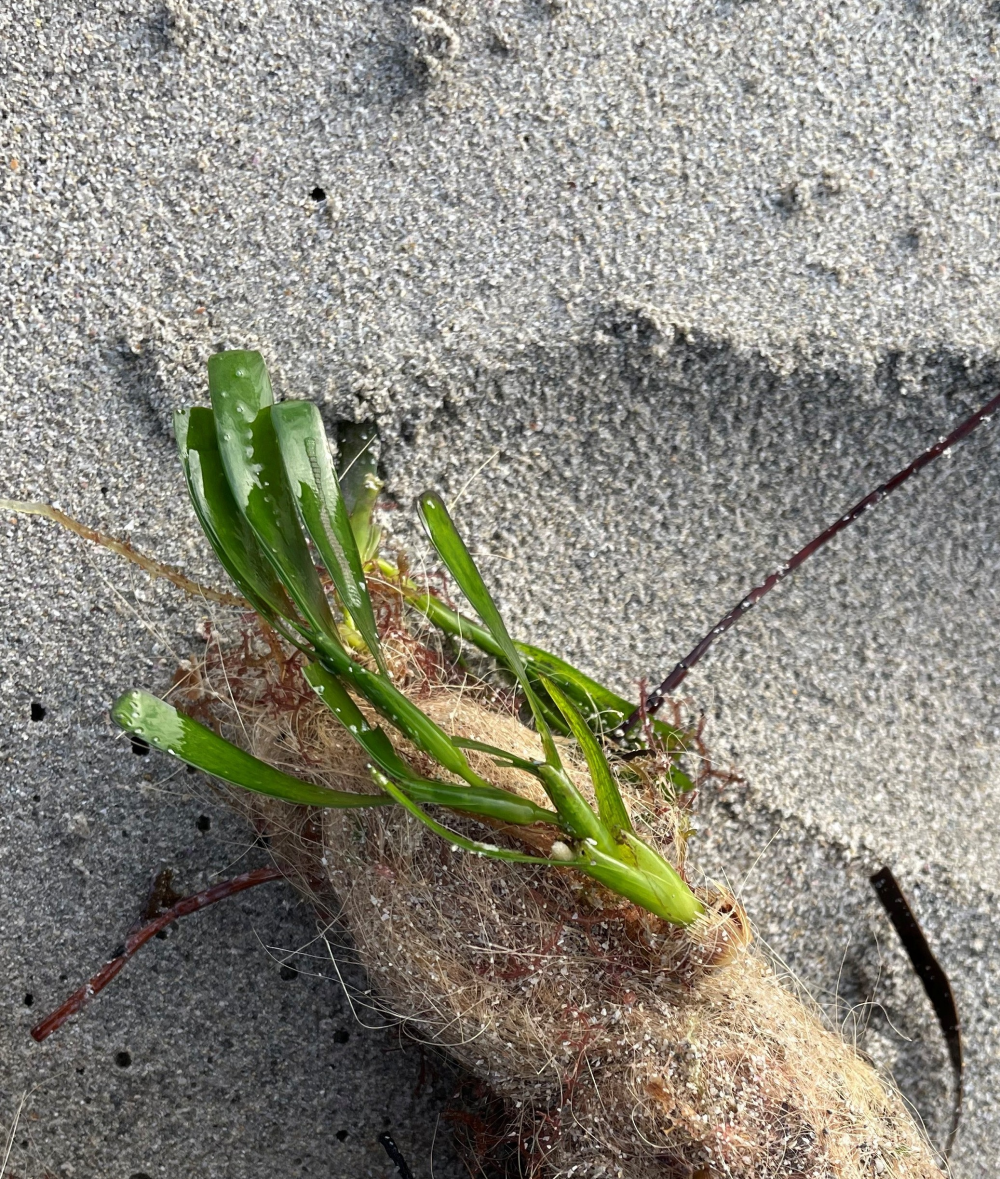 A green seagrass plant has tendrils connecting it to a lumb of fiber